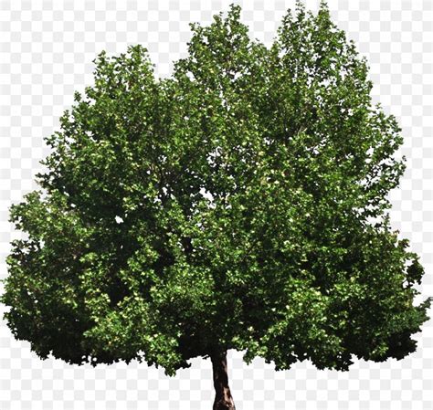 Tree Of Heaven Woody Plant Broad Leaved Tree Png X Px Tree Of