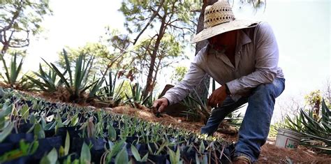 Crece en Jalisco la producción de raicilla IIEG Zona 3 Equilibrio