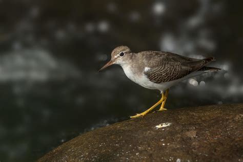 Spotted sandpiper on a rock in the middle of a wild river 4868893 Stock