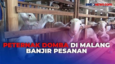 Jelang Idul Adha Peternak Domba Di Malang Mulai Banjir Pesanan