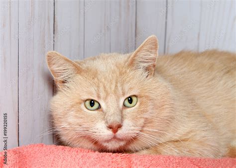 Orange Tabby Cat With Green Eyes