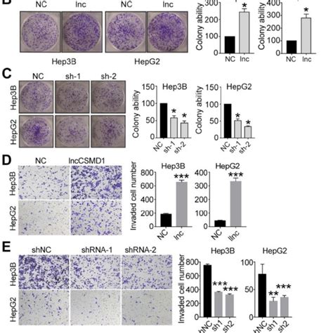 Ectopic Expression Of Lnccsmd1 Promotes Proliferation Colony Formation