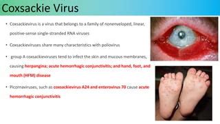 Picorna Virus Ppt