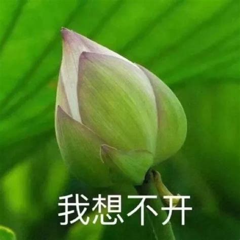 抖音搞笑夕阳红老年荷花头像有哪些 与世无争一夜暴富清心寡欲美好时光夕阳红老年荷花头像大全 牛特市场