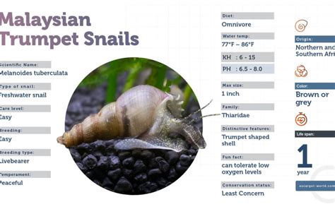 Malaysian Trumpet Snails - Everything You Need to Know