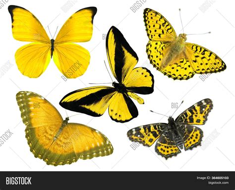 Beautiful Yellow Image And Photo Free Trial Bigstock