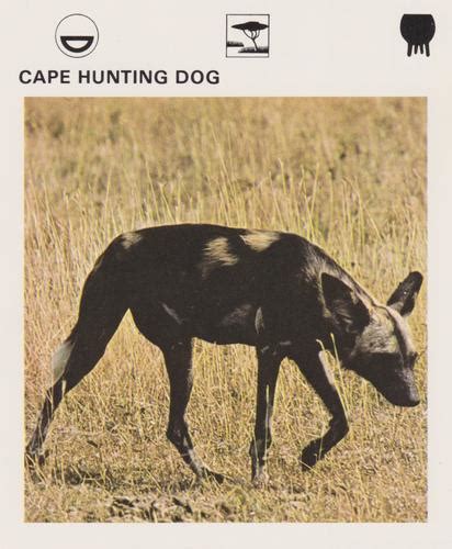 Cape Hunting Dog Gallery | Trading Card Database