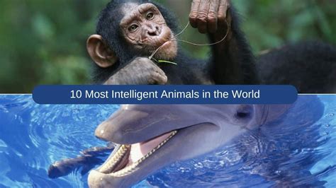 Most Intelligent Animals