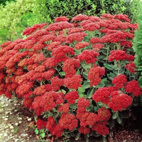 Sedum Telephium Munstead Dark Red Vrtnarstvo Breskvar Doo