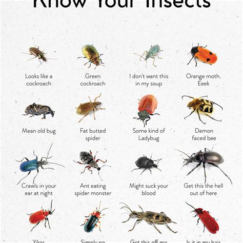 Insects Guide Chart Wall Art | Photography