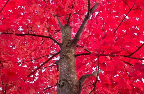 Some Like It Hot: Enjoying Red Fall Foliage at Home – The Deck and ...