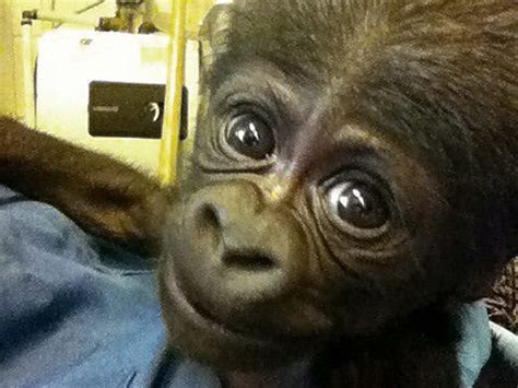 Newborn gorilla at NC zoo dies - TODAY.com