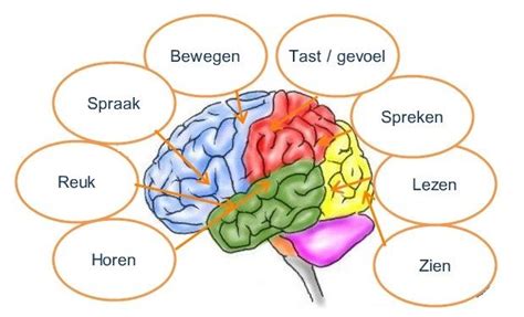 Beschrijving Van Hoe Herken En Erken Je Iemand Met Niet Aangeboren Hersenletsel Hersenletsel