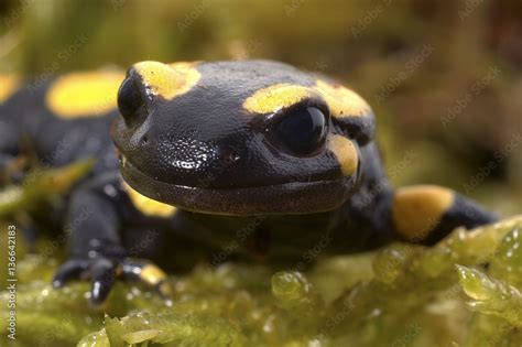 Salamandra salamandra Salamandre tachetée Salamandre terrestre