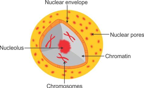 Labelled Nucleus Diagram