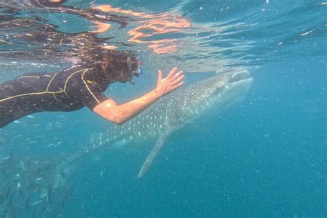 Walhai Erlebnisse In La Paz Zur Verf Gung Gestellt Von Salty Life In