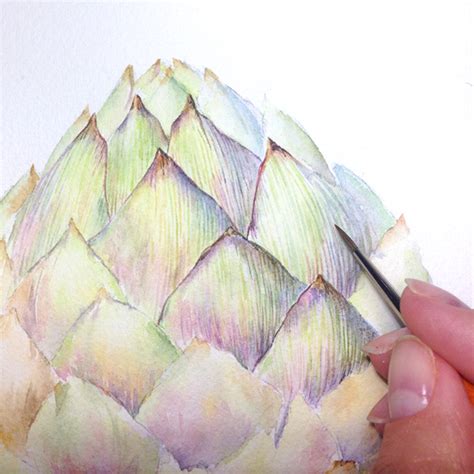 Botanical Watercolor Of Artichoke On Behance