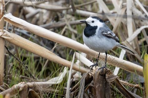 Kuva Västäräkki Motacilla alba västäräkki västäräkit lintu linnut