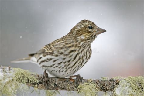 Female Cassin's Finch Bird (Haemorhous Cassinii) Stock Image - Image of nature, passerines: 41818391