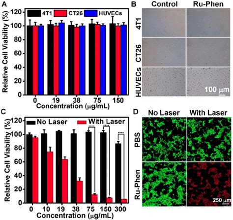 In Vitro Ptt A Relative Cell Viabilities And B Optical Photos Of