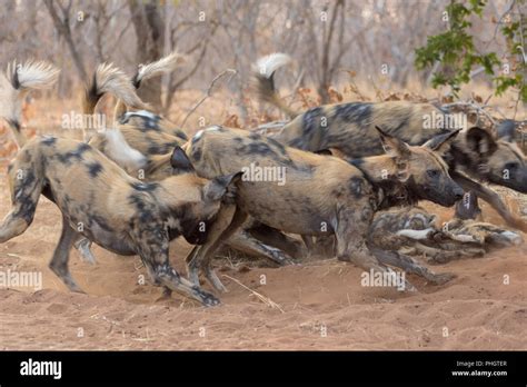 Perros Salvajes En Kruger Fotografías E Imágenes De Alta Resolución Alamy