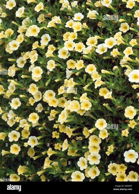 Calibrachoa Callie Yellow Ann109238 Stock Photo Alamy