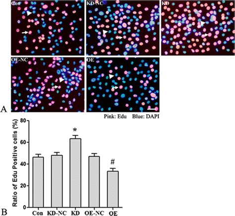 The Effects Of Ndrg Expression On The Proliferation Of Cultured M