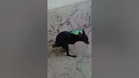 Тупая собака трахает белку игрушку. Жесть смотреть всем до конца!!! XD ...
