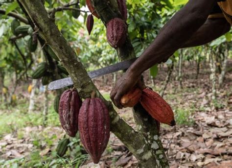 O Mau Tempo Afecta A Colheita Do Cacau Na Africa Ocidental Amea Ando