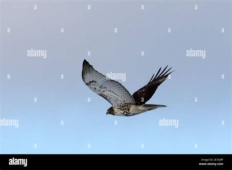 Red Tailed Hawk Juveniles Flying And Landing Stock Photo Alamy