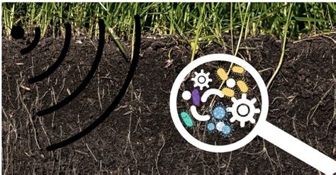 How Emf Affects The Soil Microbiome All Disease Starts In The Gut Of