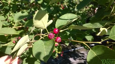 Amelanchier Canadensis Jardin Dion