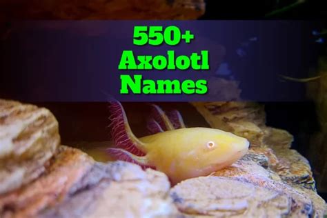 Axolotl Names Creative Naming Ideas South Slope News