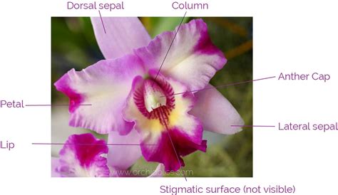 Parts Of An Orchid Plant