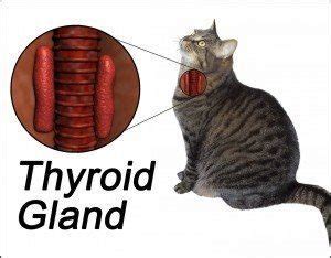 Thyroid Disease in Cats | Texas West Animal Health