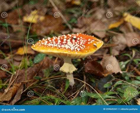 Poison Mushroom Amanita Musceria Stock Image Image Of Woodland