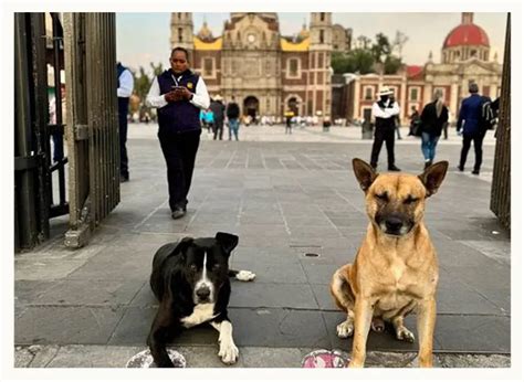 Peregrinación 2023 Los perros abandonados por los católicos