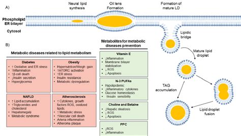 A Lipid Droplet Synthesis Neutral Lipids Are Synthesized Into The Download Scientific