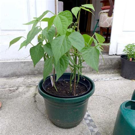 Beans in pots - Diary of a Brussels Kitchen Garden