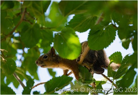 The Caucasian Squirrel Male Sciurus Anomalus Taken A Flickr