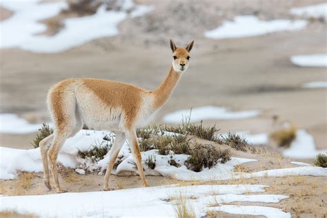 Desert mammals of Chile and Argentina