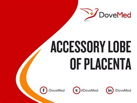 Accessory Lobe Of Placenta Dovemed