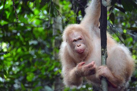 BOS Foundation Press Release: Alba, the Albino Orangutan, Thrives in ...