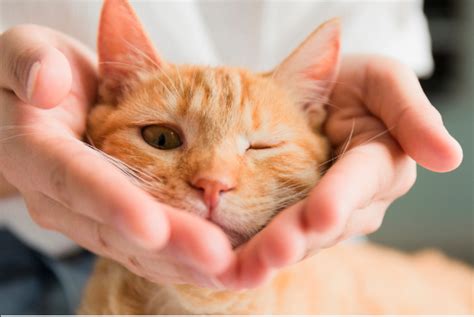 女人梦到被猫咬到手是什么意思 女人梦到被猫咬到手的征兆 万年历