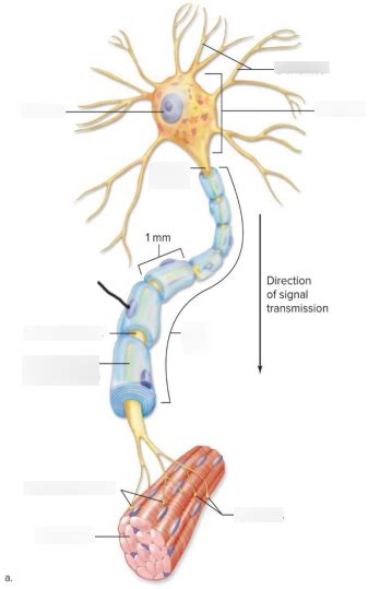 Neuron Diagram Diagram | Quizlet