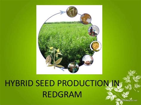 Hybrid Seed Production In Redgram