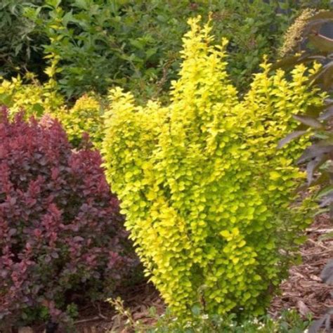 Golden Rocket Barberry | New Life Nursery