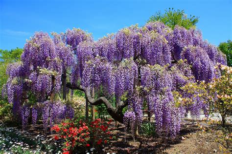 Wisteria Tree Wallpapers - Top Free Wisteria Tree Backgrounds ...