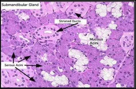 Submandibular Gland Hill 2016 Download Scientific Diagram