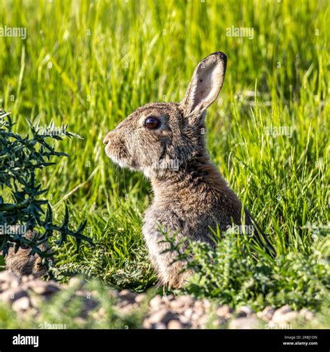 European Rabbit Common Rabbit Bunny Oryctolagus Cuniculus Sitting On